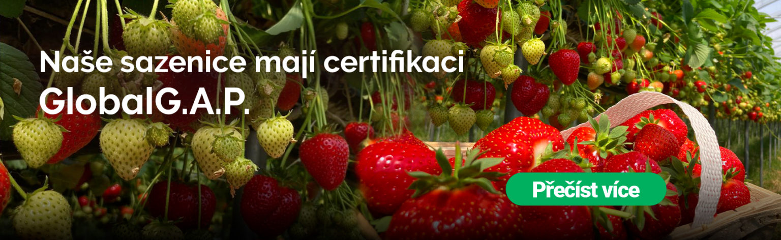 Naše sazenice mají certifikaci GlobalG.A.P.